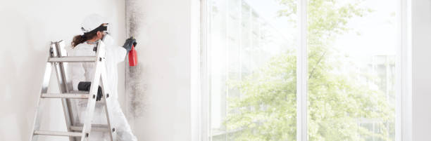 Best Water Damage & Mold Remediation  in Osceola, WI